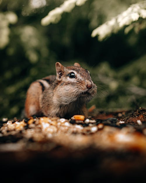 Fotobanka s bezplatnými fotkami na tému dno, fotografie zvierat žijúcich vo voľnej prírode, hlodavec