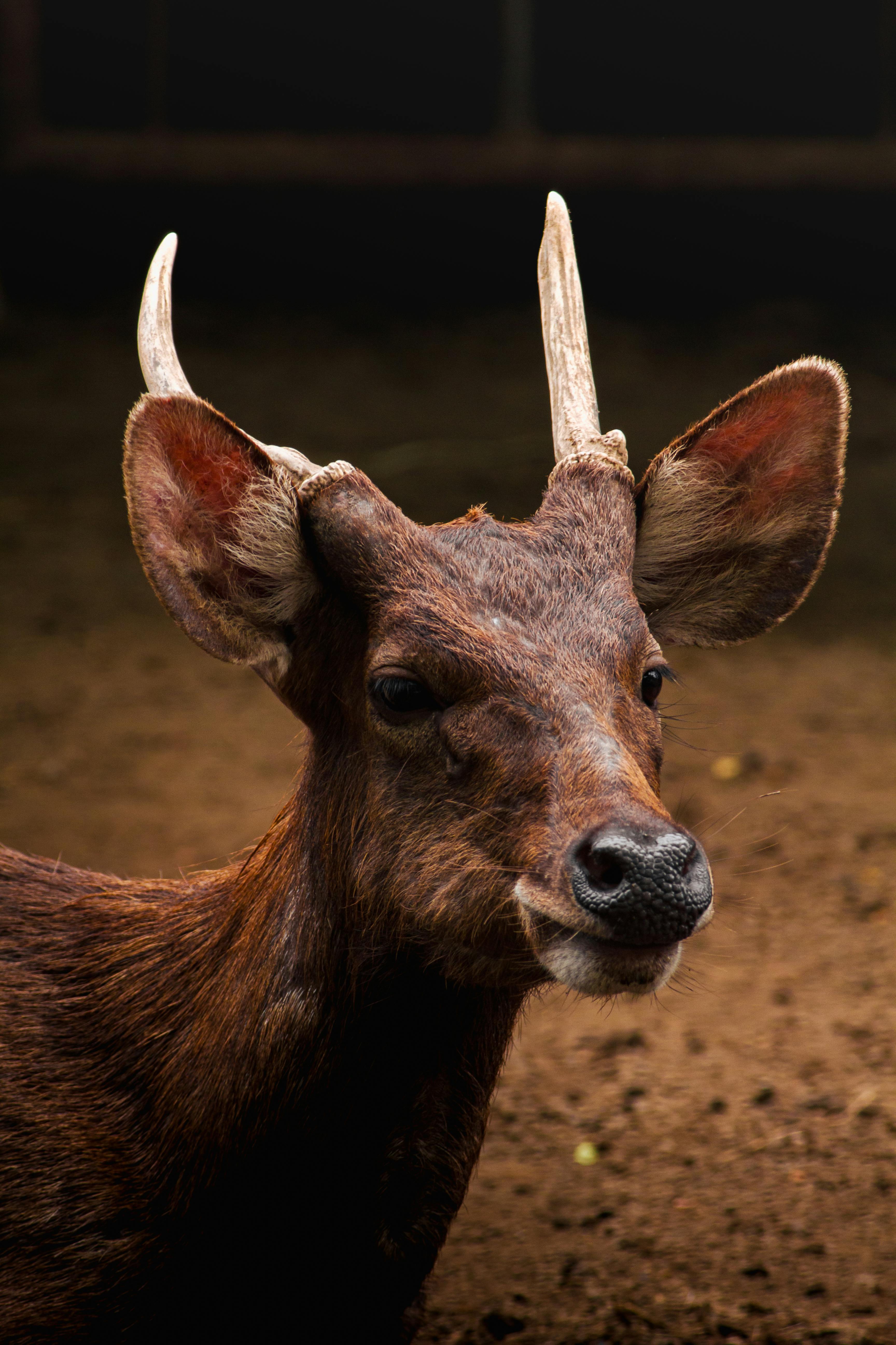 A wild deer with antlers captured in a natural setting, showcasing wildlife in Indonesia.