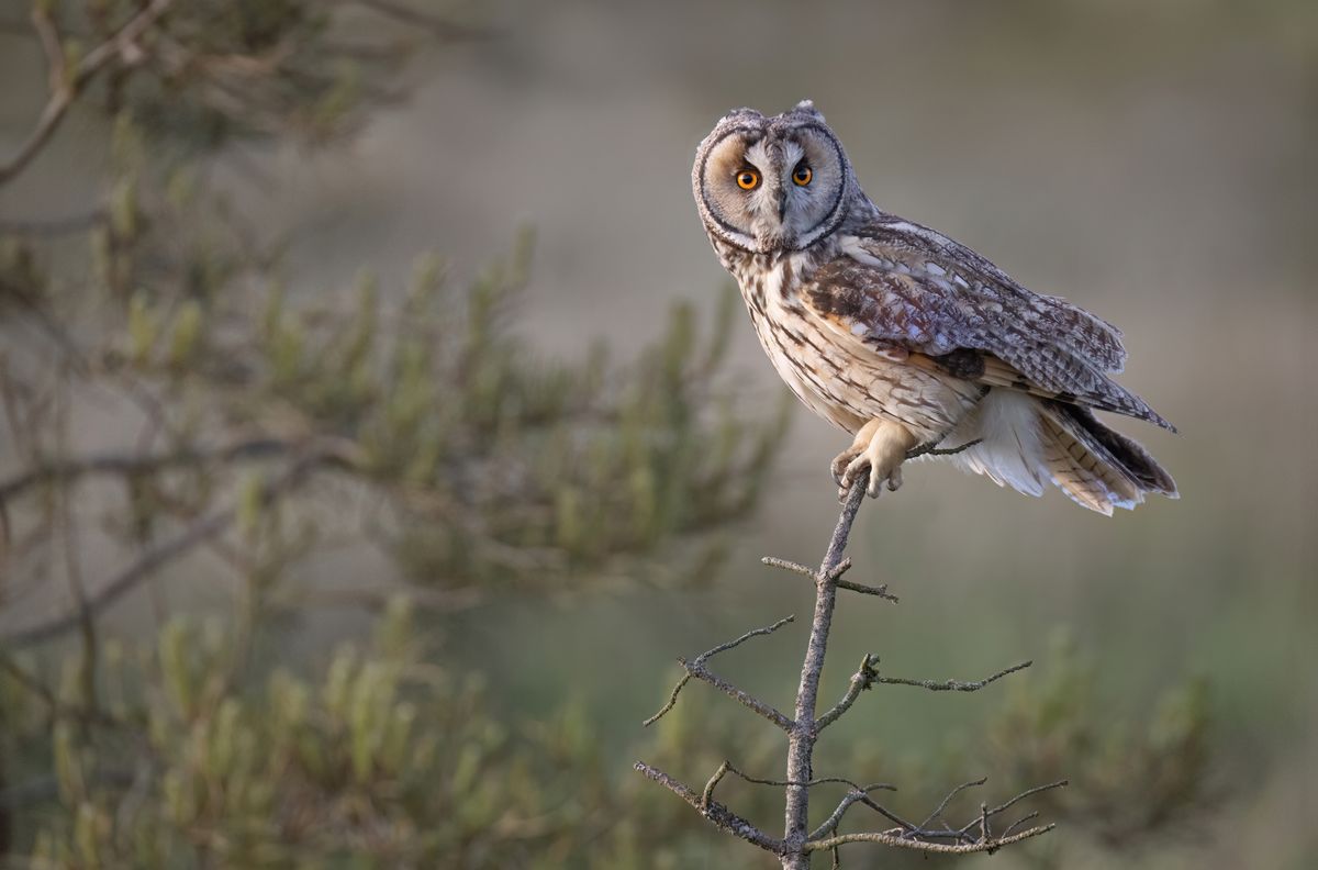 Los Búhos: Guardianes de la Noche en el Campo
