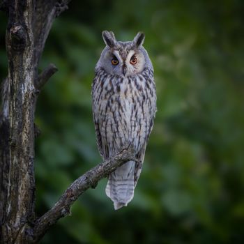 Soundowl