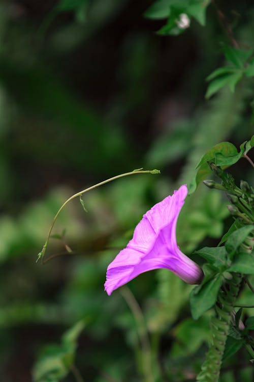 Kostenloses Stock Foto zu grünem hintergrund, lila blüten, rebe