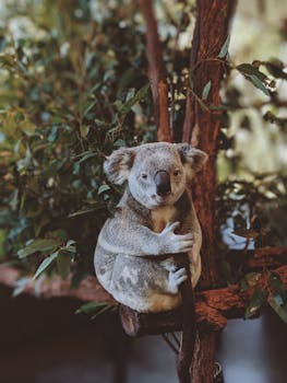 可爱的考拉在澳大利亚无花果树的桉树口袋里休息