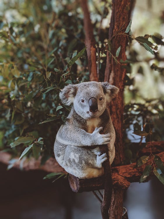 Free Gray Koala Bear Hugging Tree Branch  Stock Photo