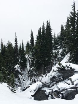 冬日里，宁静的雪地景观中点缀着常绿树木