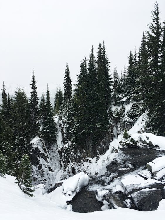 Photo of Green Pine Trees