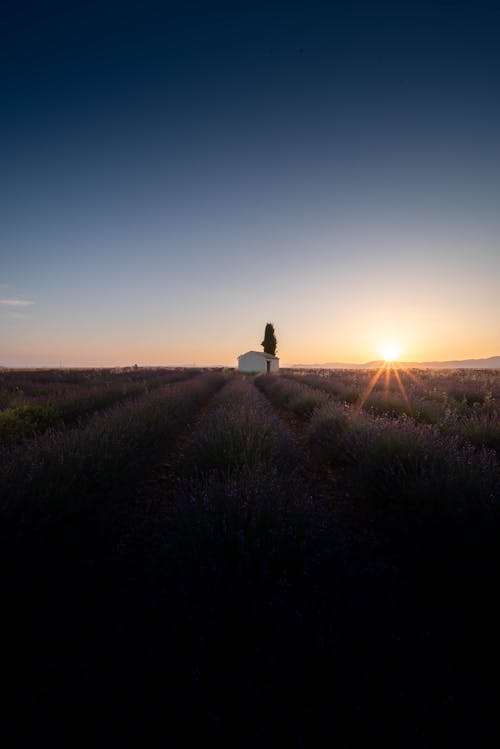 Foto d'estoc gratuïta de agricultura, alba, barraca