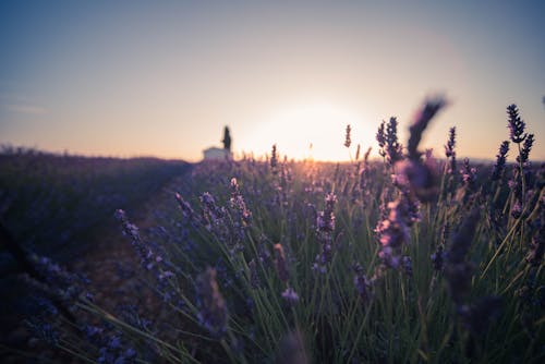 Foto d'estoc gratuïta de bonic, camp de flors, creixement