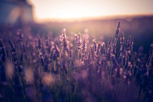 Foto d'estoc gratuïta de bonic, camp de flors, creixement