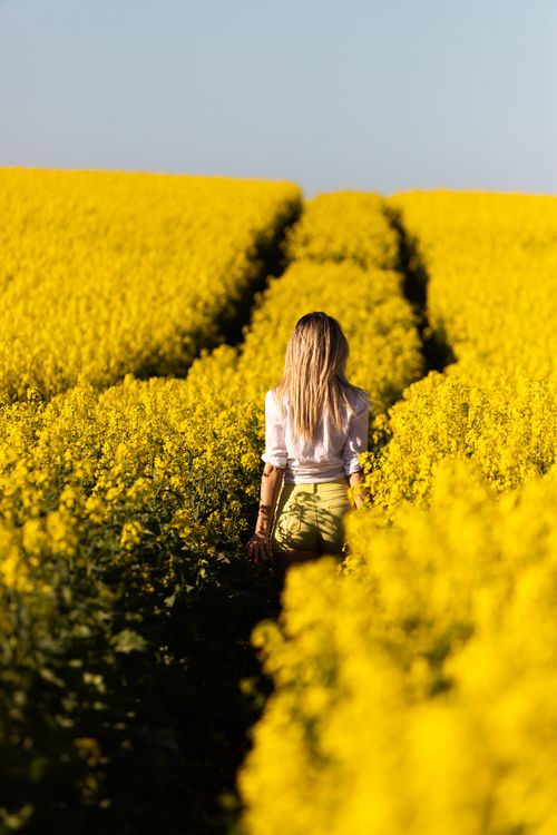 Free Blonde woman from back view walking in a vibrant yellow flower field under clear skies. Stock Photo