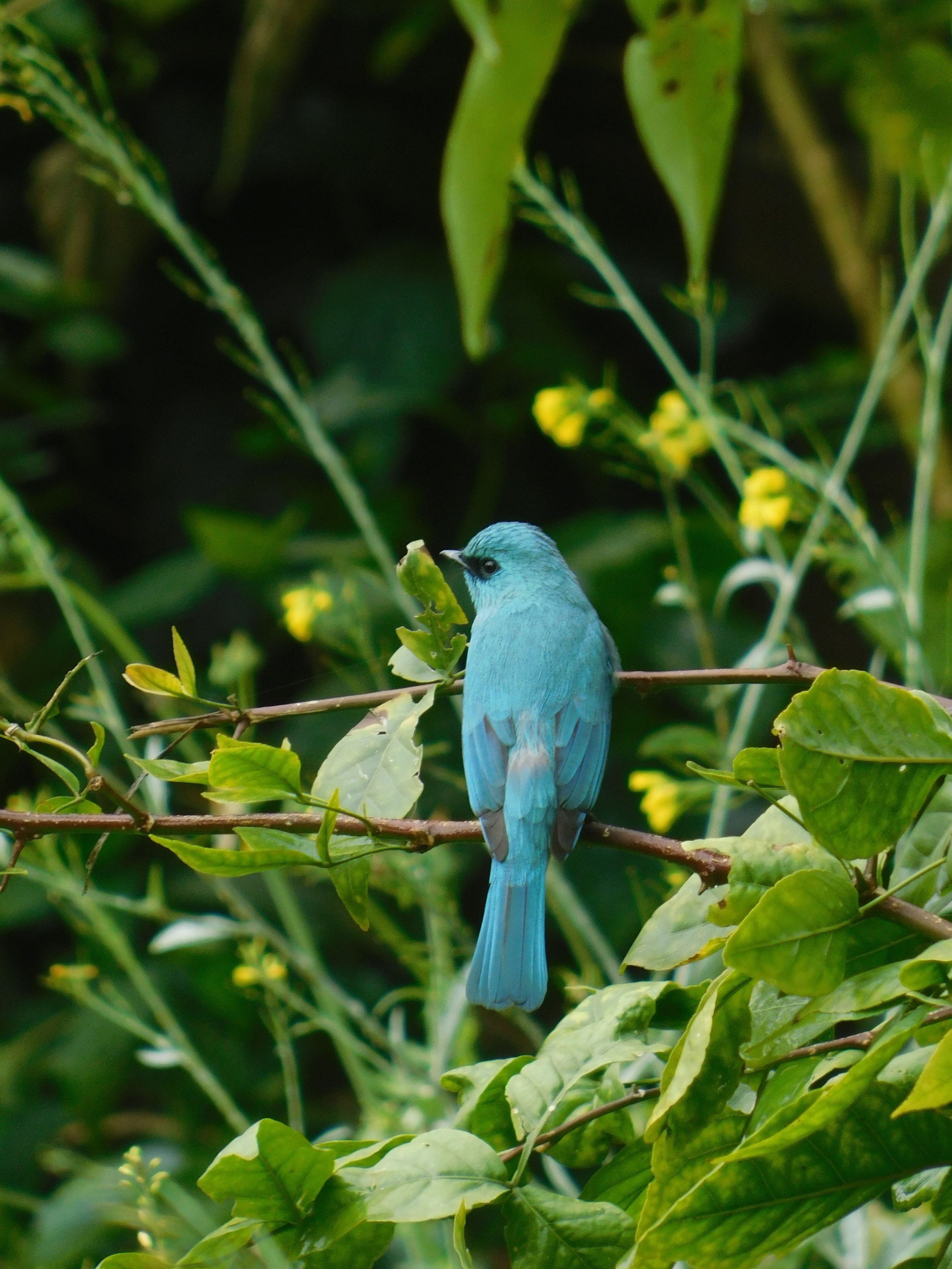 A blue bird sitting on a branch with green leaves · Free Stock Photo