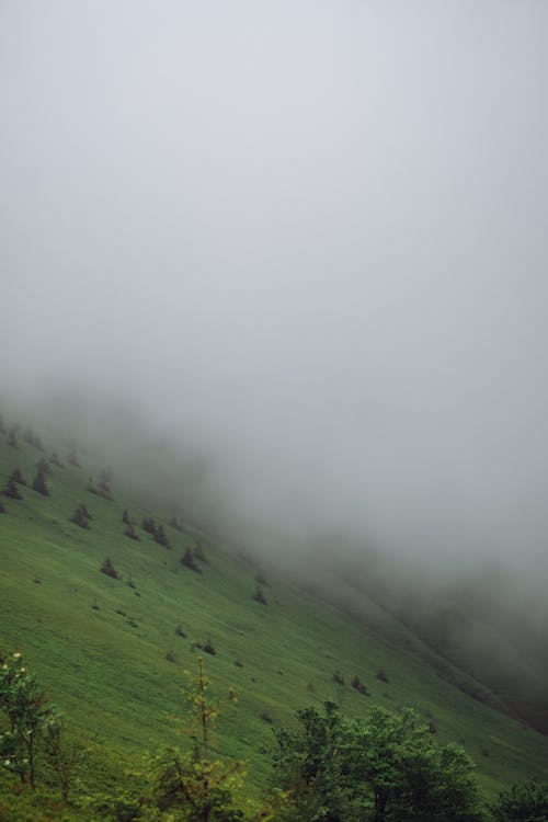 açık hava, ahşap, çim içeren Ücretsiz stok fotoğraf