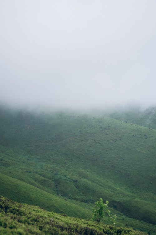 açık hava, ağaç, ahşap içeren Ücretsiz stok fotoğraf