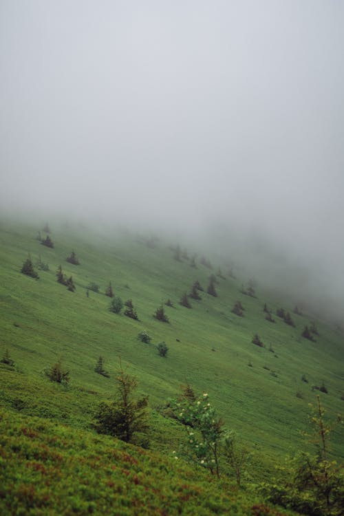 açık hava, ahşap, arazi içeren Ücretsiz stok fotoğraf