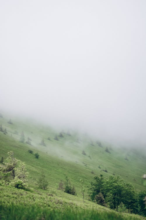 açık hava, ahşap, arazi içeren Ücretsiz stok fotoğraf