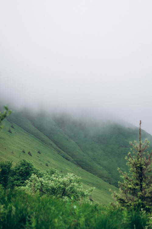 Бесплатное стоковое фото с гора, дерево, дымка