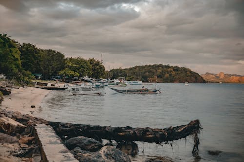 Foto d'estoc gratuïta de barques, bosc, Indonèsia