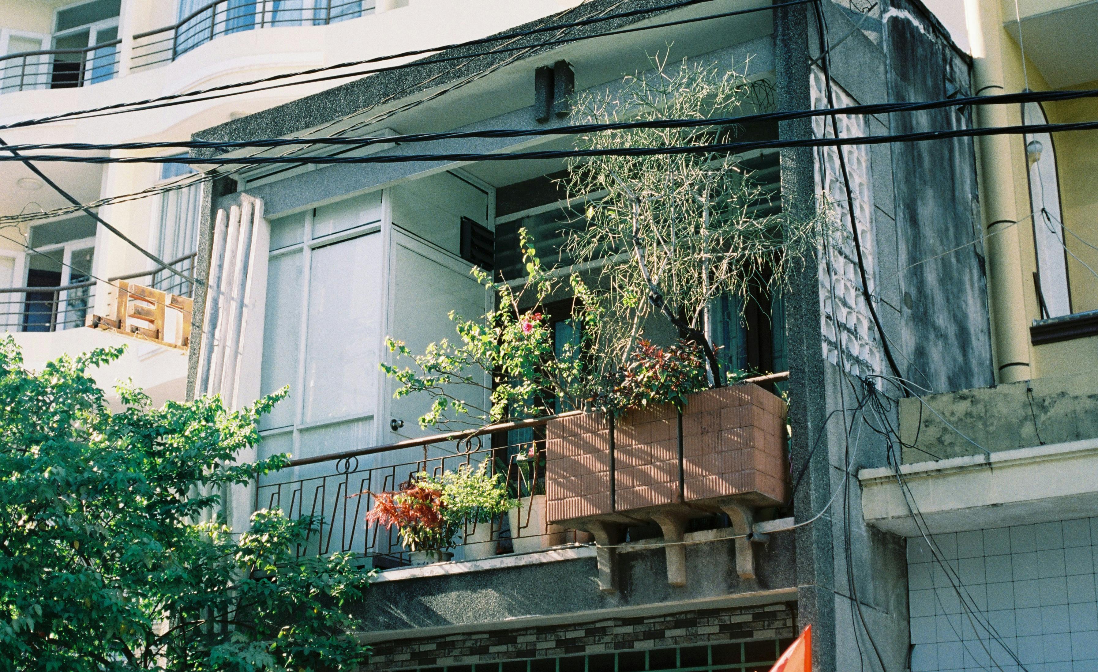 verschiedene Balkonpflanzen in Kübeln und Kästen auf einem Stadtbalkon mit Sichtschutzbegrünung