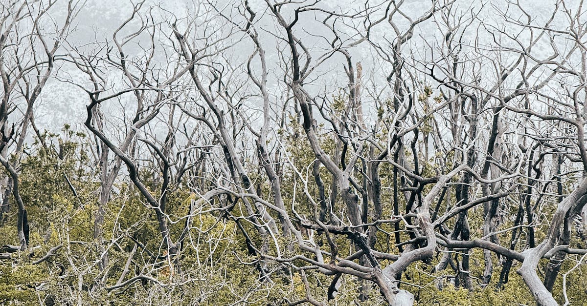 Bare, Withered Trees in Forest · Free Stock Photo