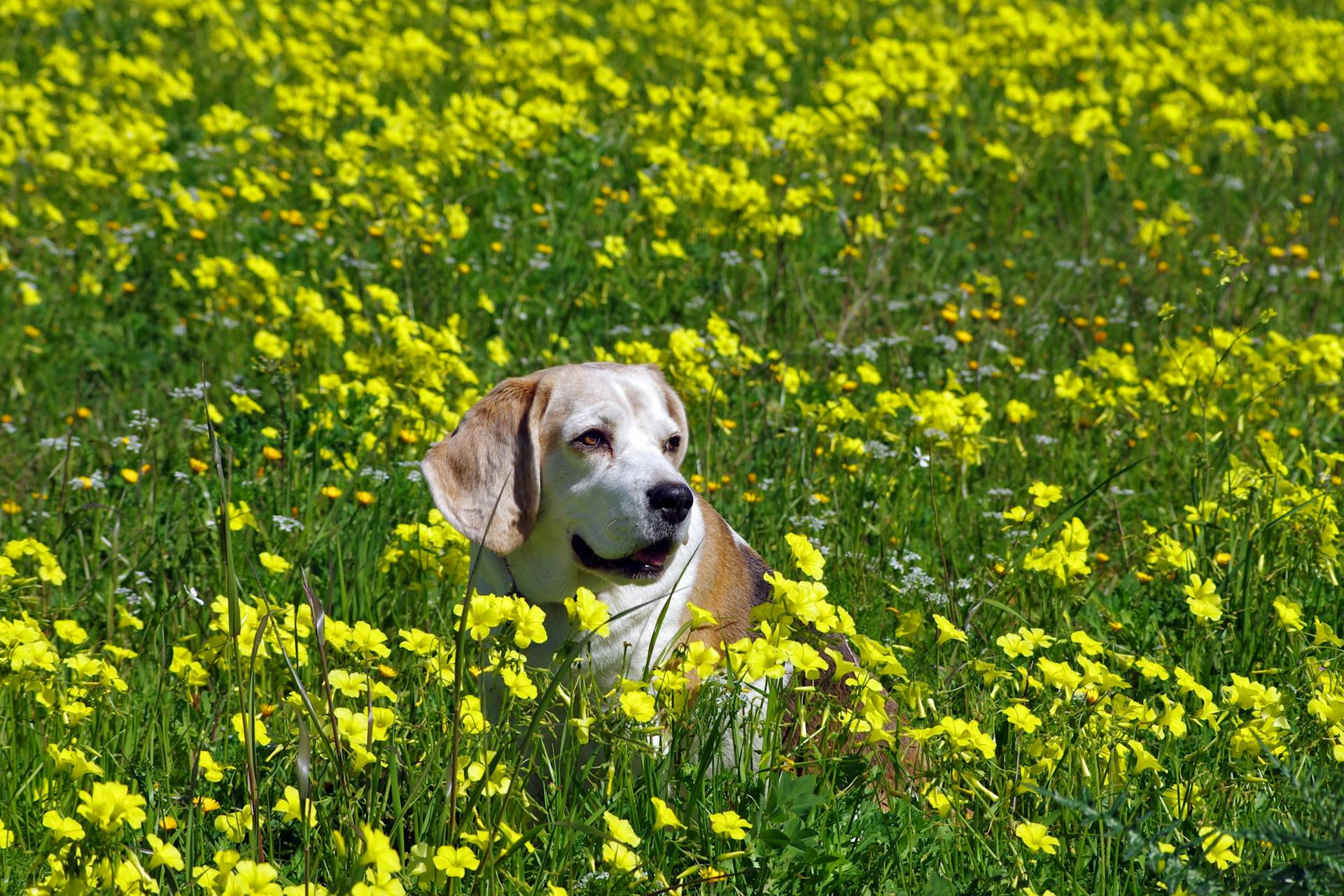 Dog Sitting on Field