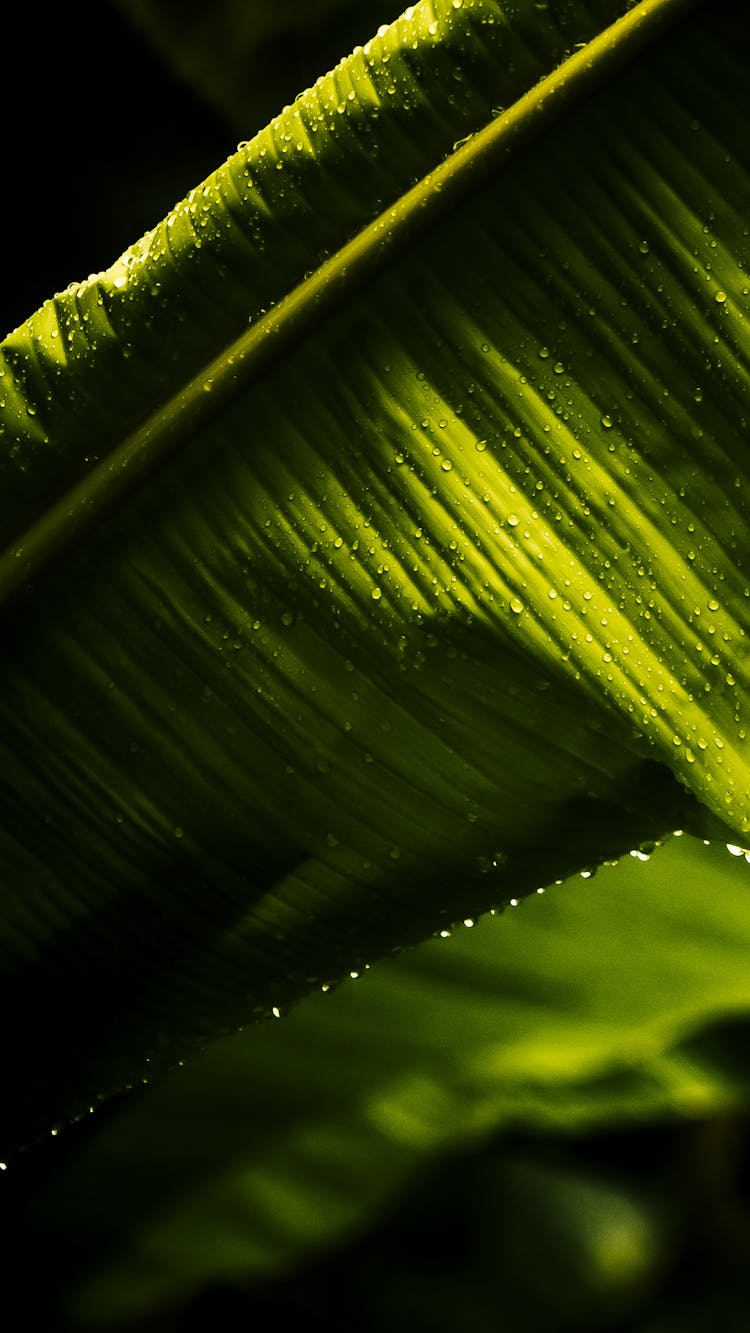 Drops On Green Leaves 