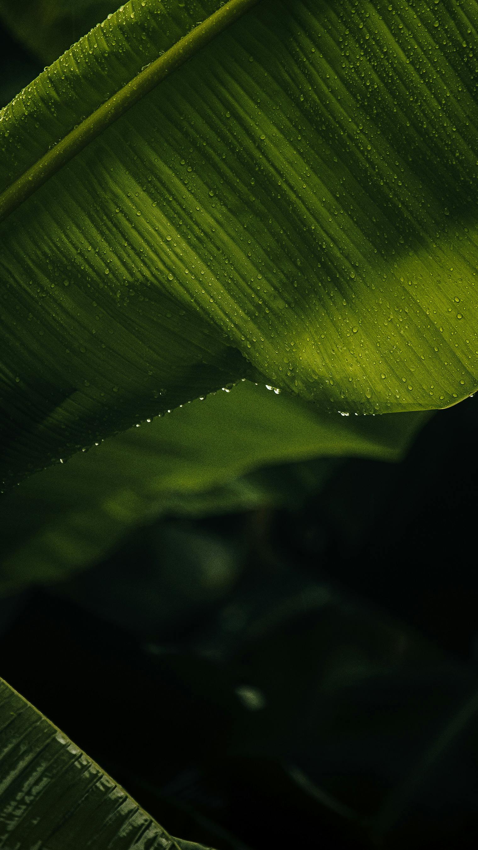 Detailed view of fresh green leaves covered with dewdrops in natural lighting, vertical shot.