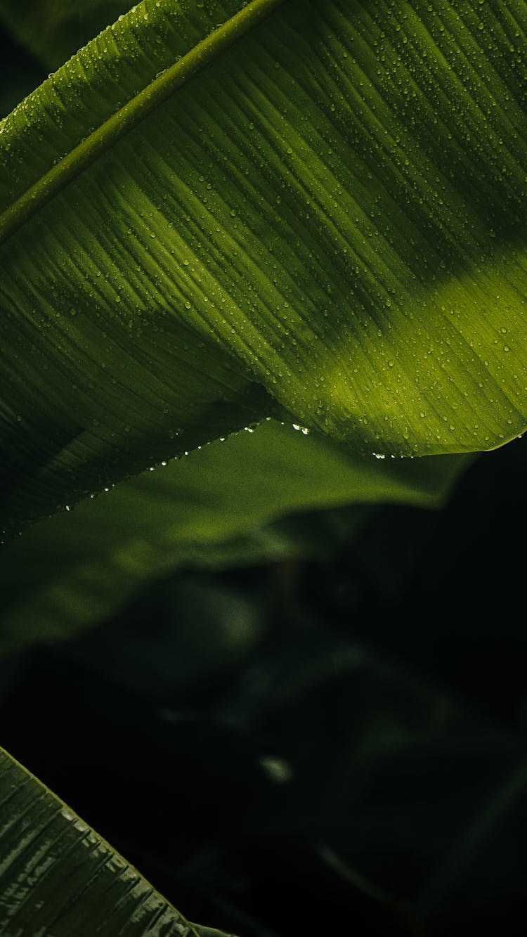 Drops On Green Leaf 