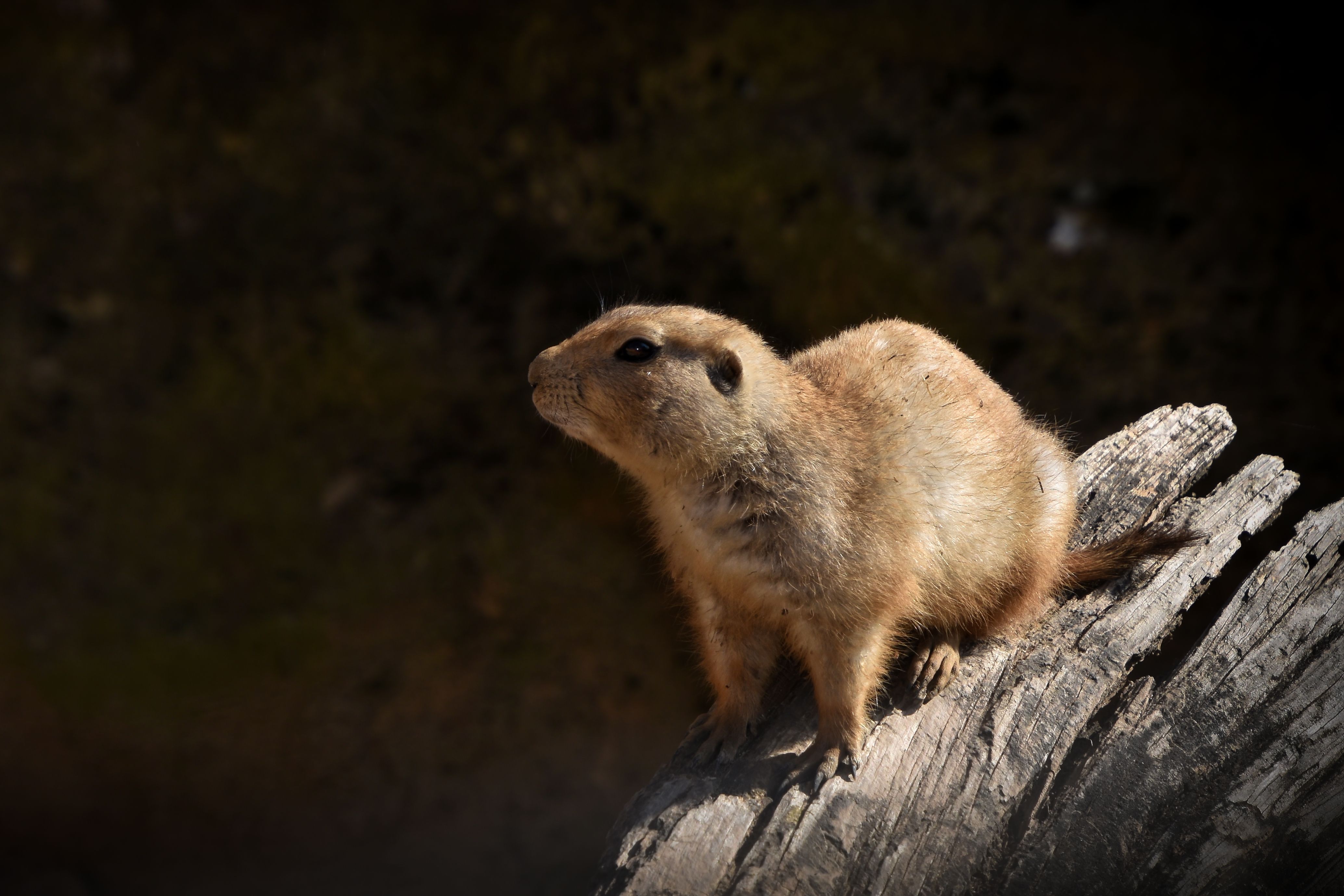Why Prairie Dog Towns Support the Whole Shortgrass Plain