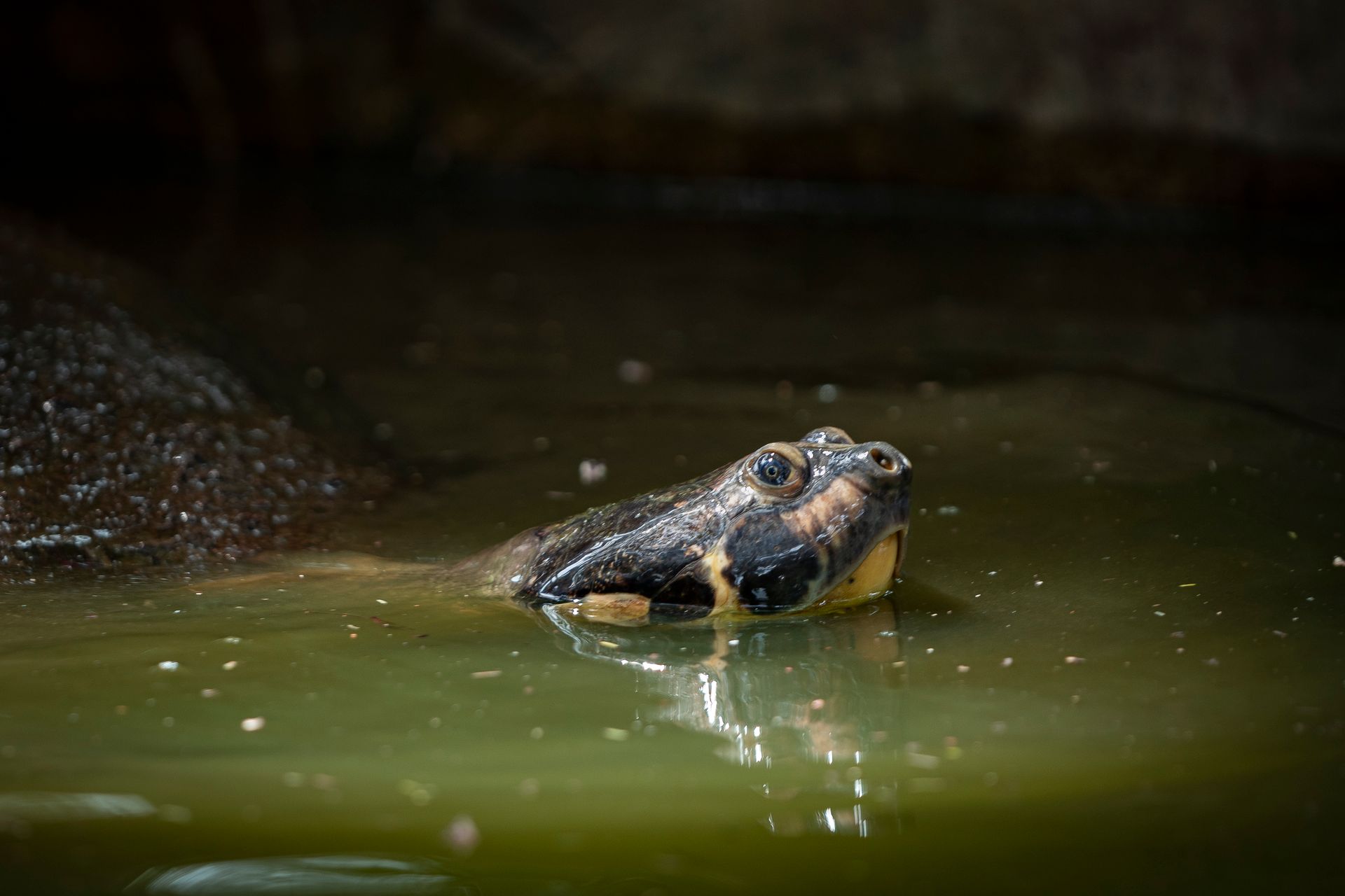 Close-up of a red-headed Amazon river turtle swimming in Iquitos, Peru.