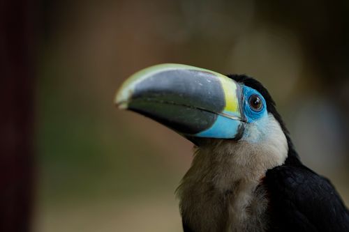Free Close-up portrait of a white-throated toucan in Iquitos, Peru, showcasing its colorful beak. Stock Photo