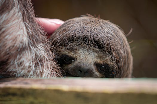 Adorable sloth snugly resting, showcasing its gentle nature in a close-up shot.
