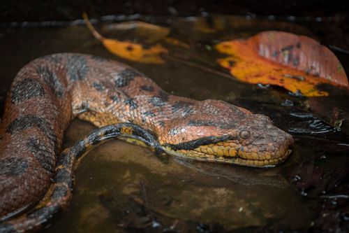 Free Close-up of an Amazon Basin Rainbow Boa in its natural habitat in Peru. Stock Photo