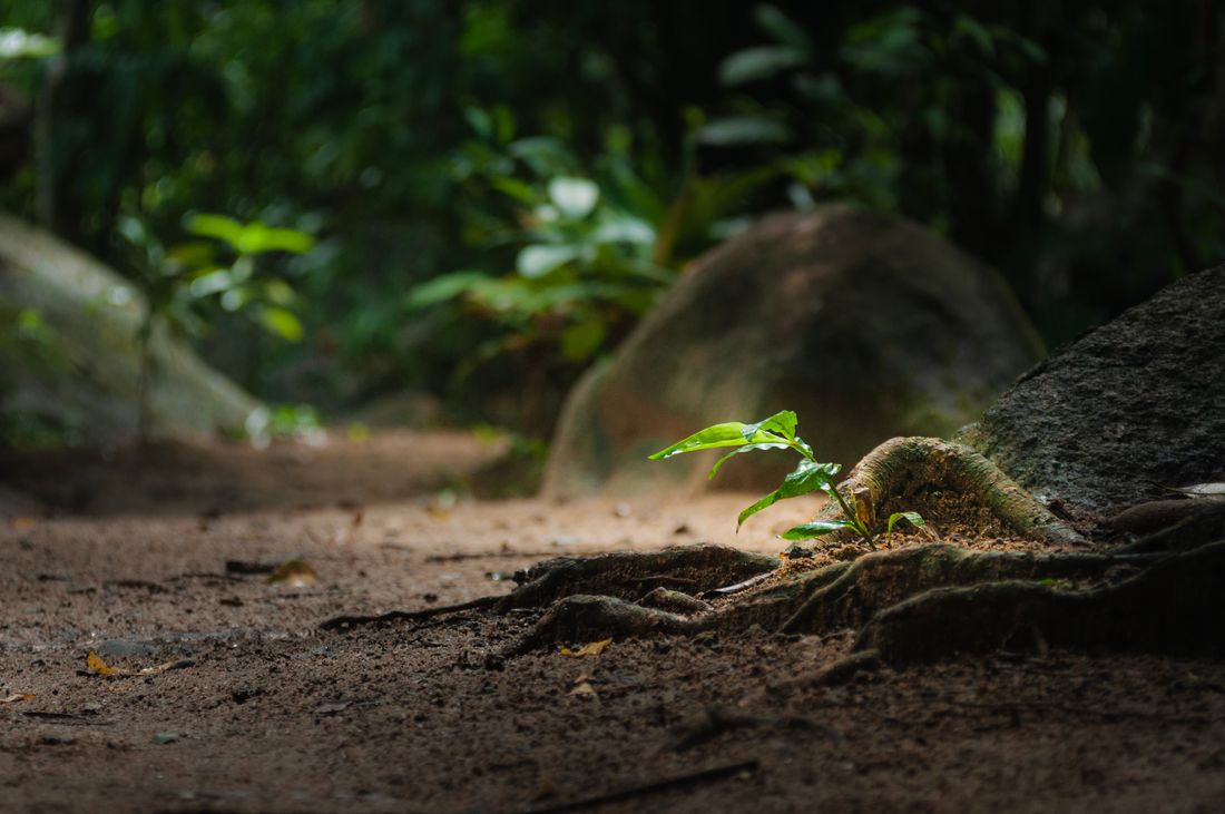 Forest understory with sunlight filtering through an actively managed canopy, showing healthy new growth