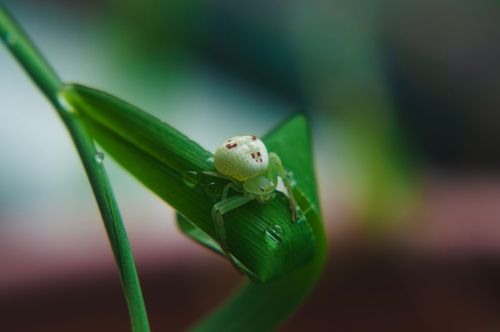 Free Macro shot of a green crab spider with dew on a leaf in natural setting. Stock Photo