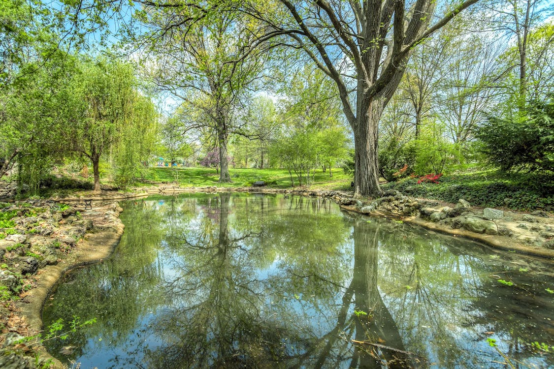免費 綠葉的樹河附近 圖庫相片