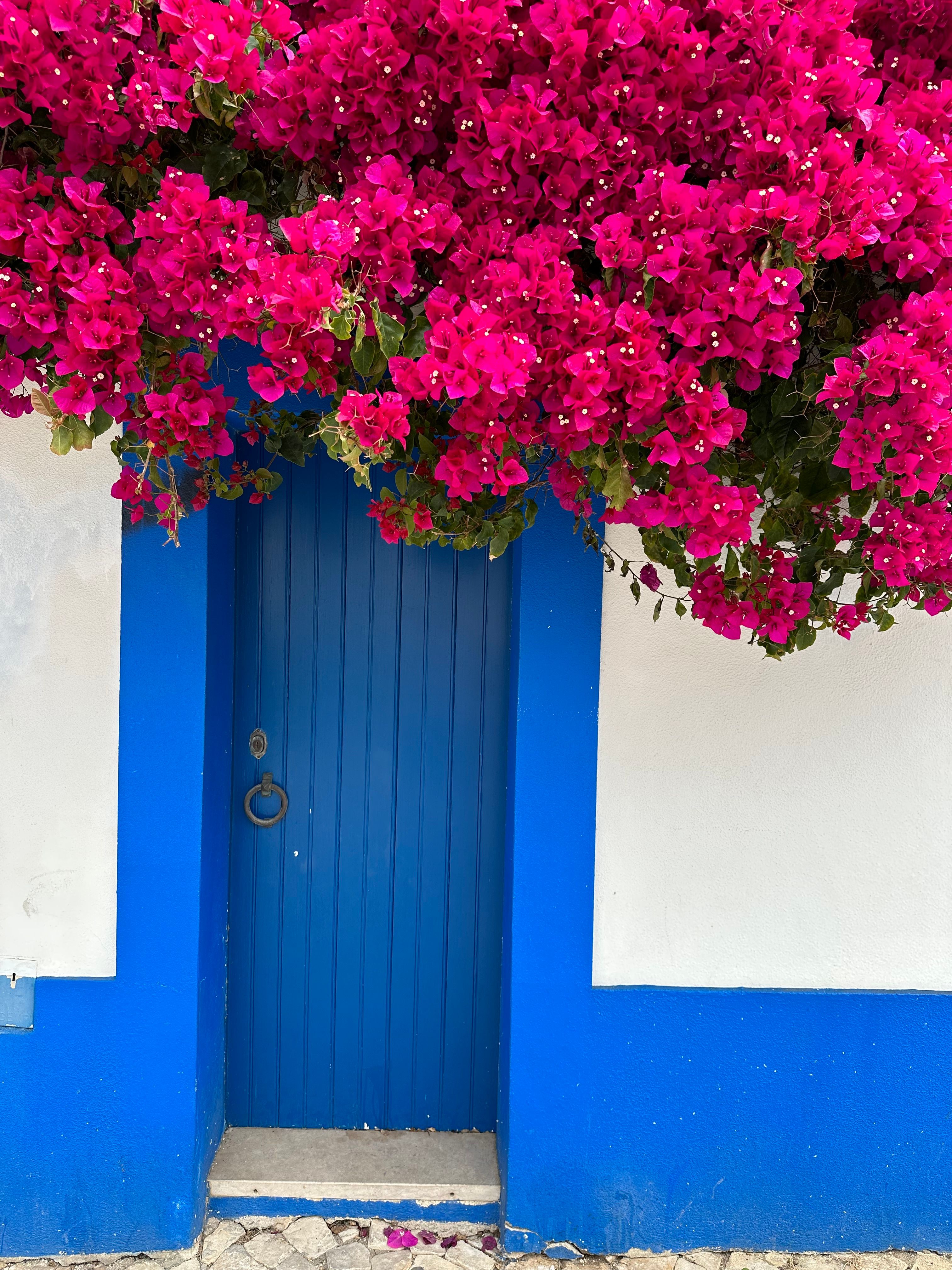 Close-up of a cobalt blue door with climbing roses in Alte Portugal