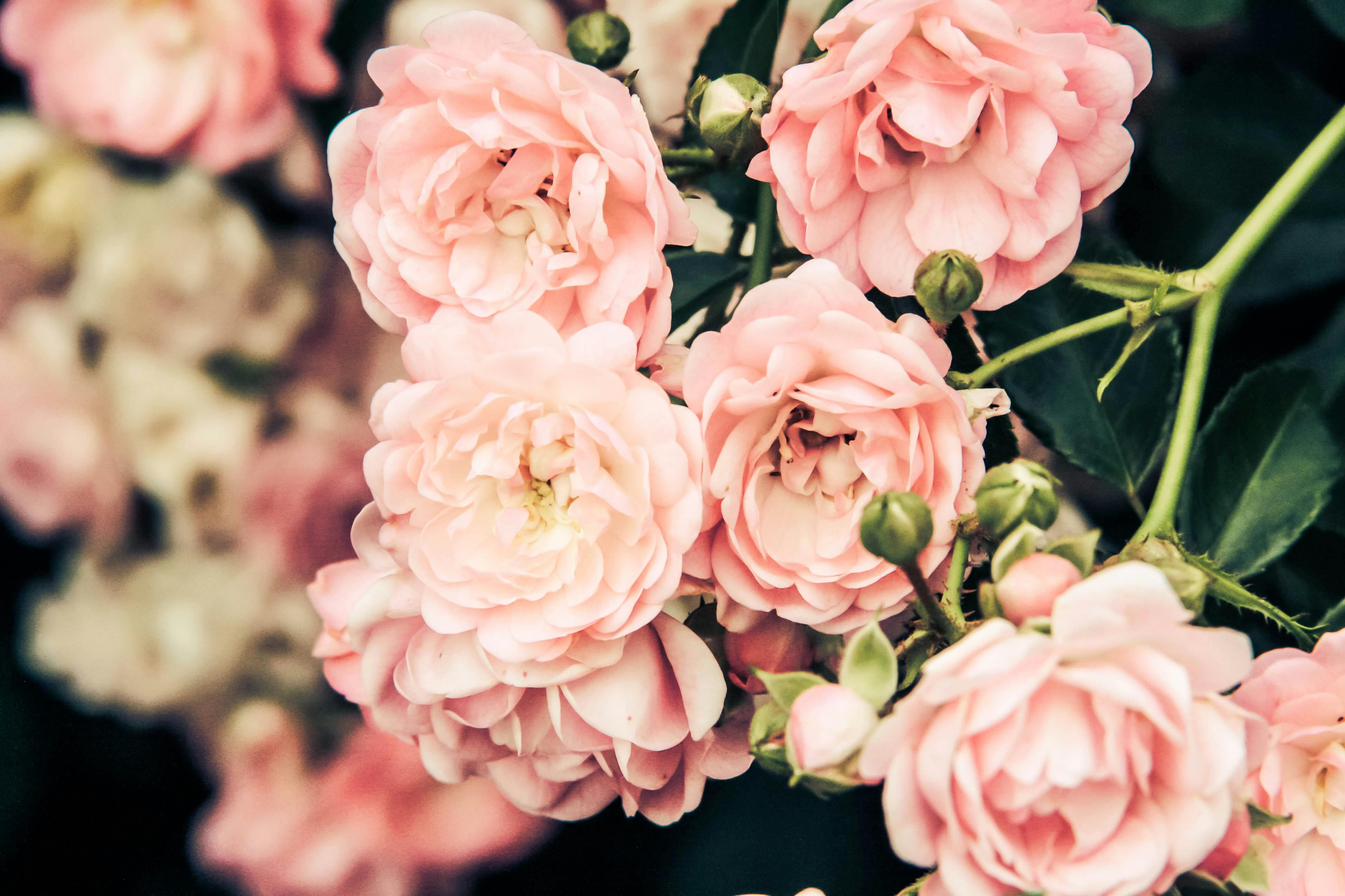 Pathway through a lush garden with palm trees