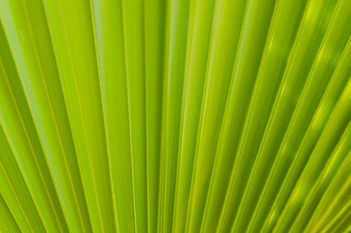 Free Close-up of a vibrant and fresh green palm leaf, showcasing natural texture. Stock Photo