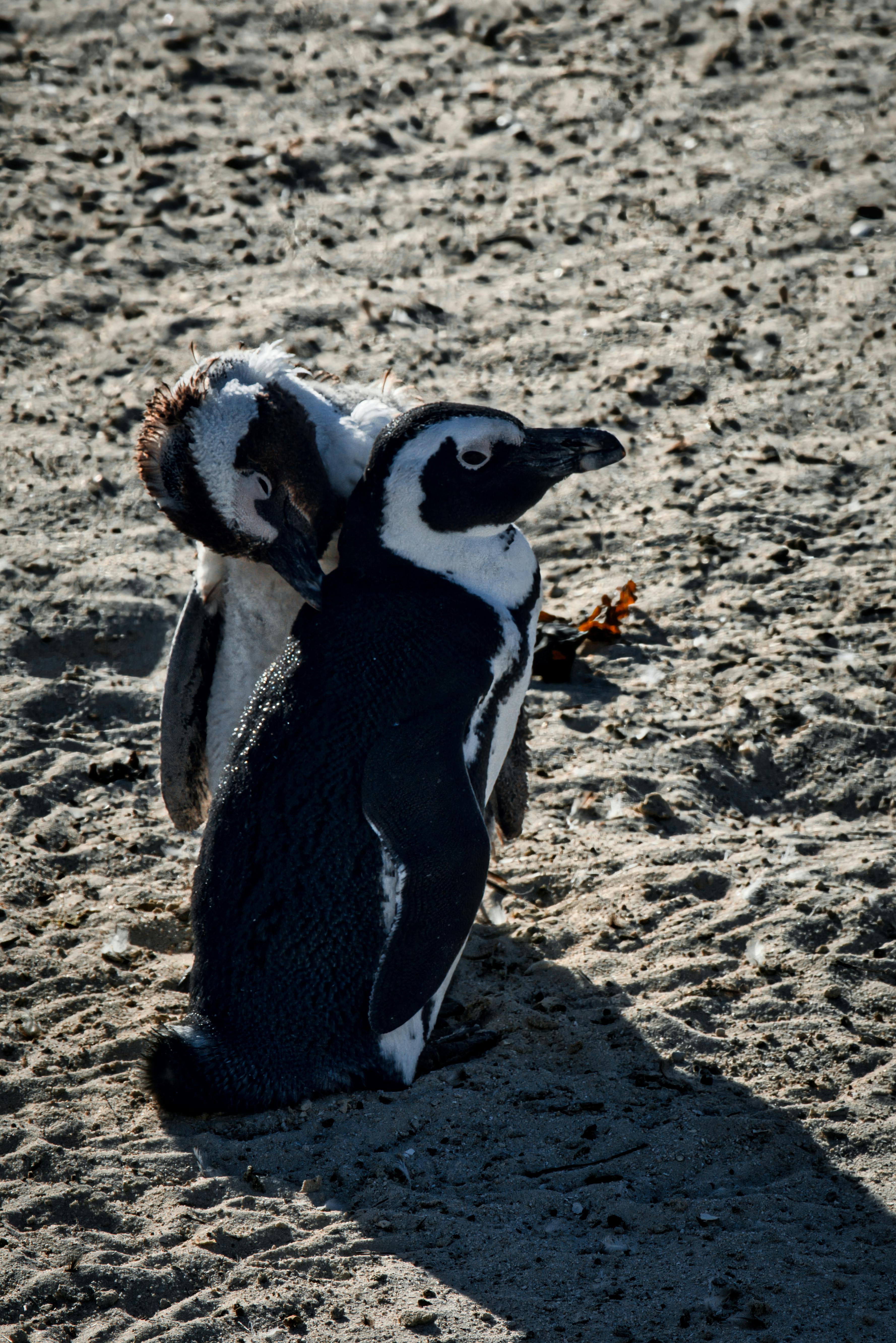 Close-up of African penguins on a sandy beach in Cape Town, showcasing wildlife in nature.