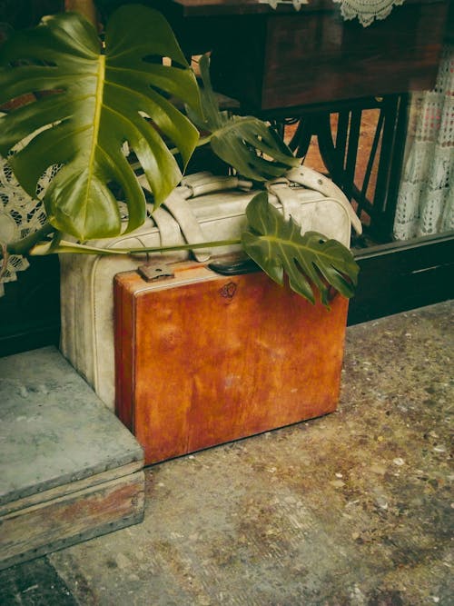 A plant is sitting on top of a suitcase