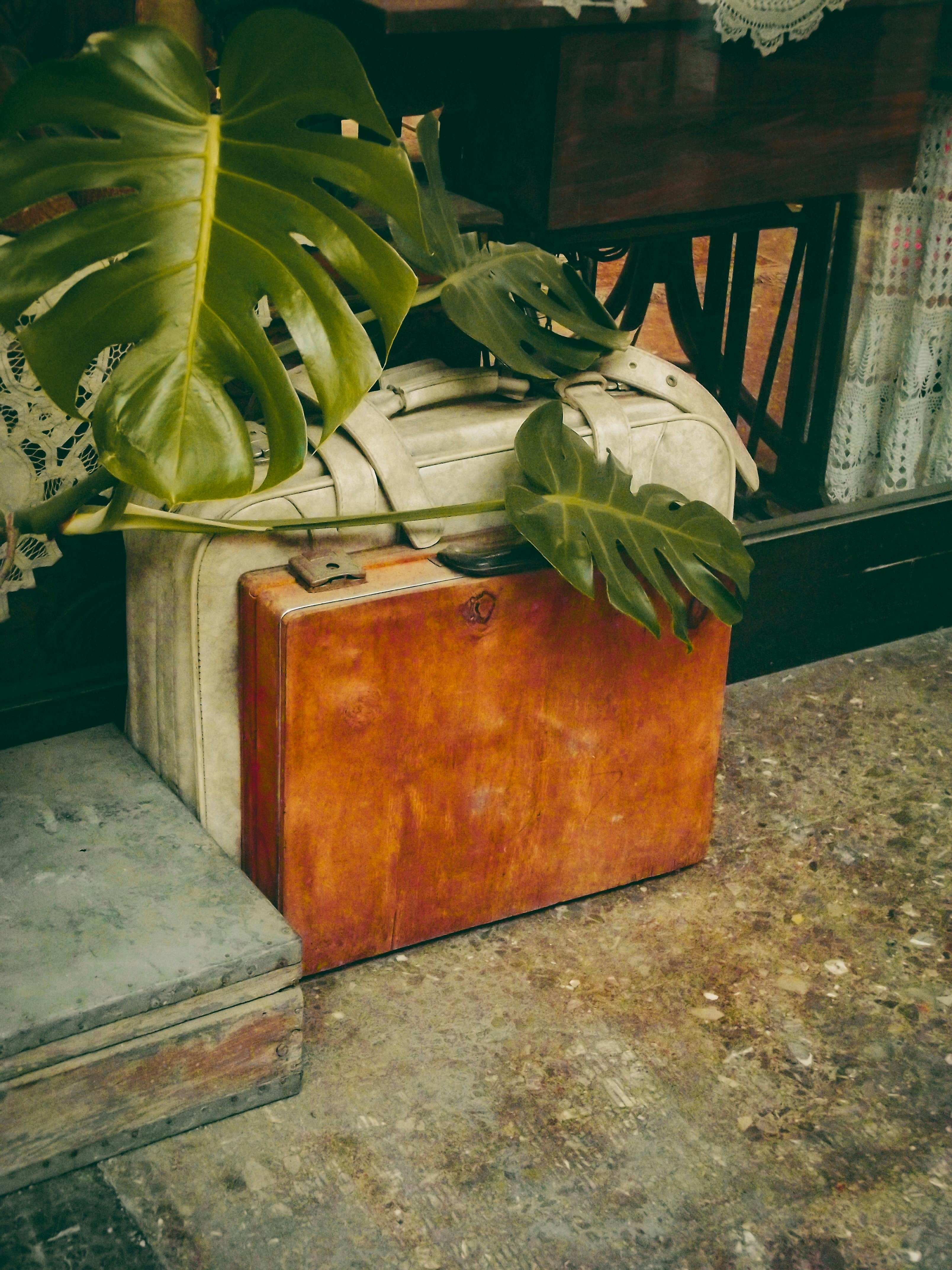 Ilmainen kuvapankkikuva tunnisteilla 1920, antiikki, asetelma Kuvapankkikuva