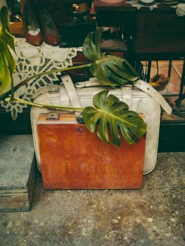 Retro suitcases combined with lush monstera leaves create a nostalgic travel vibe.