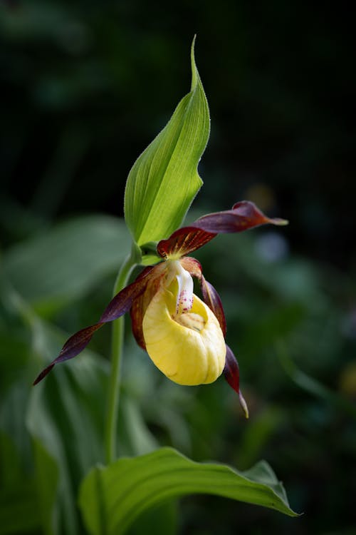 Darmowe zdjęcie z galerii z cypripedium, damski pantofelek, durmitor