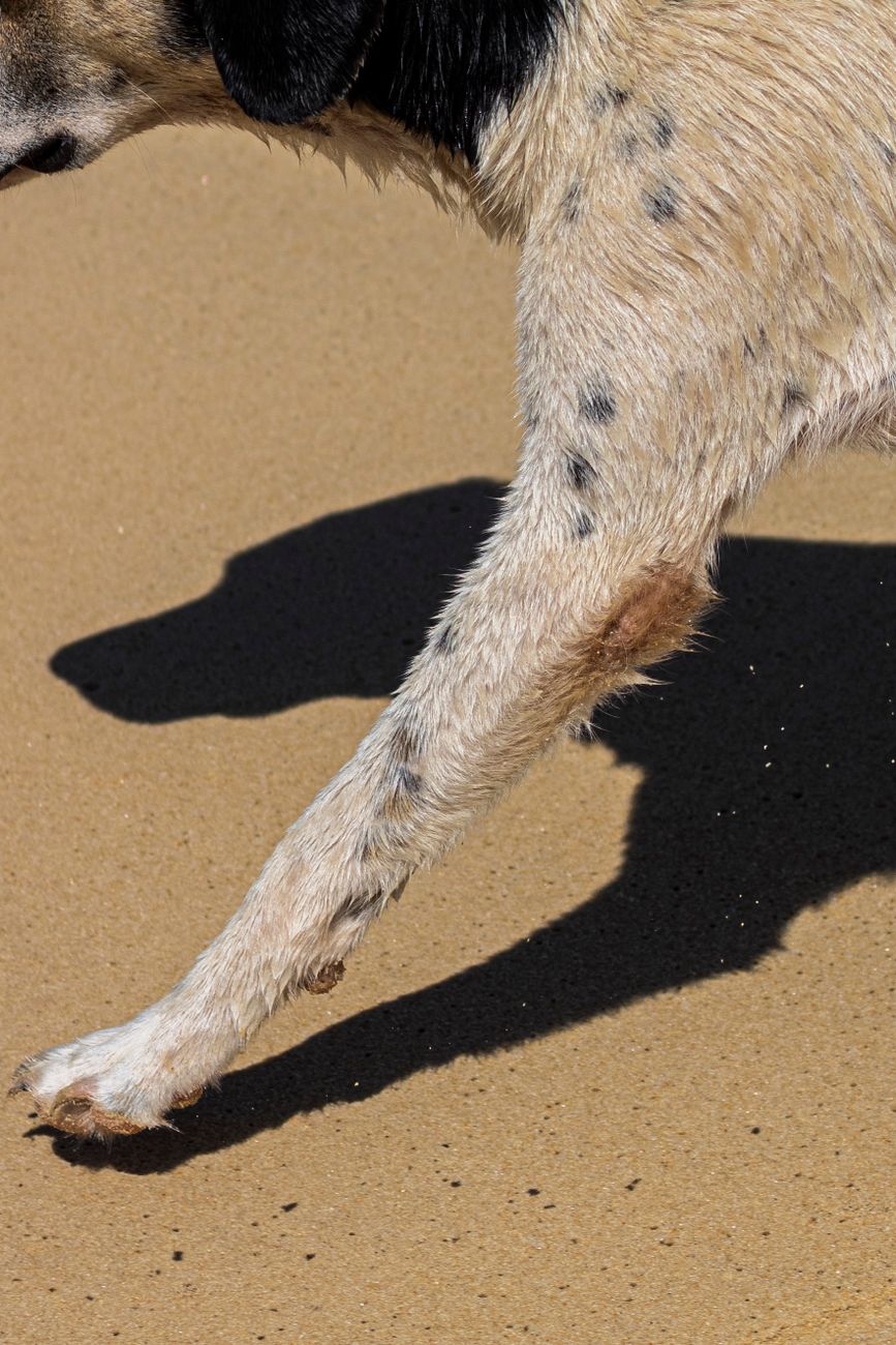 Close view of a dog paw on a tile floor showing nail length