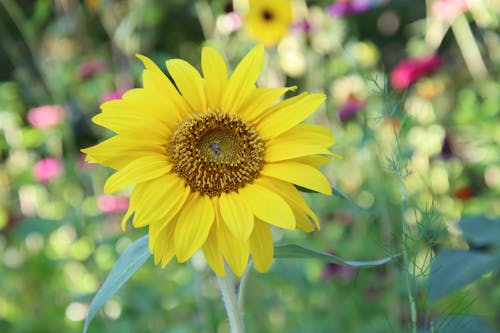 Fotos de stock gratuitas de amarillo, en flor, flor