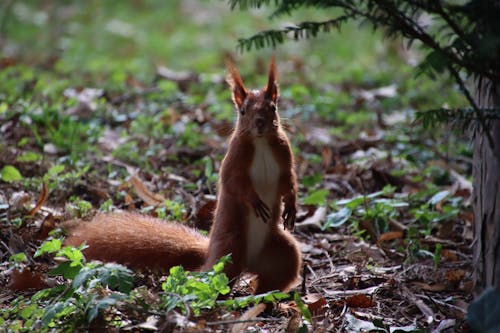 Fotos de stock gratuitas de ardilla, atento, fauna