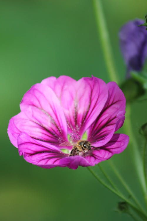 Fotos de stock gratuitas de abeja, en flor, flor
