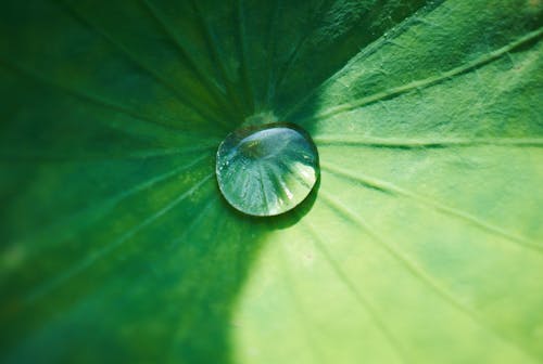 A drop of water falls on the lotus leaf