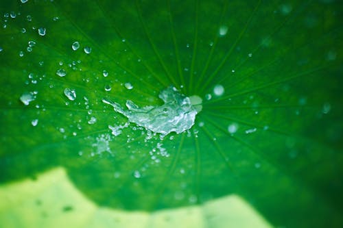 A drop of water falls on the lotus leaf