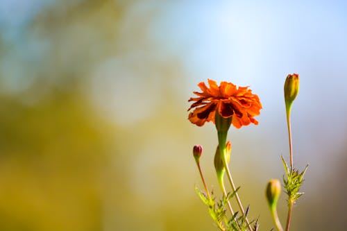 Free stock photo of daisy, flower, nature