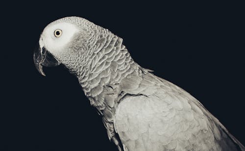 African Gray Parrot Facing Sideways